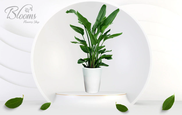 Fresh Indoor Plants in Dubai