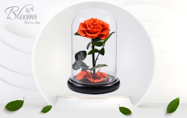 Preserved Roses in Dubai